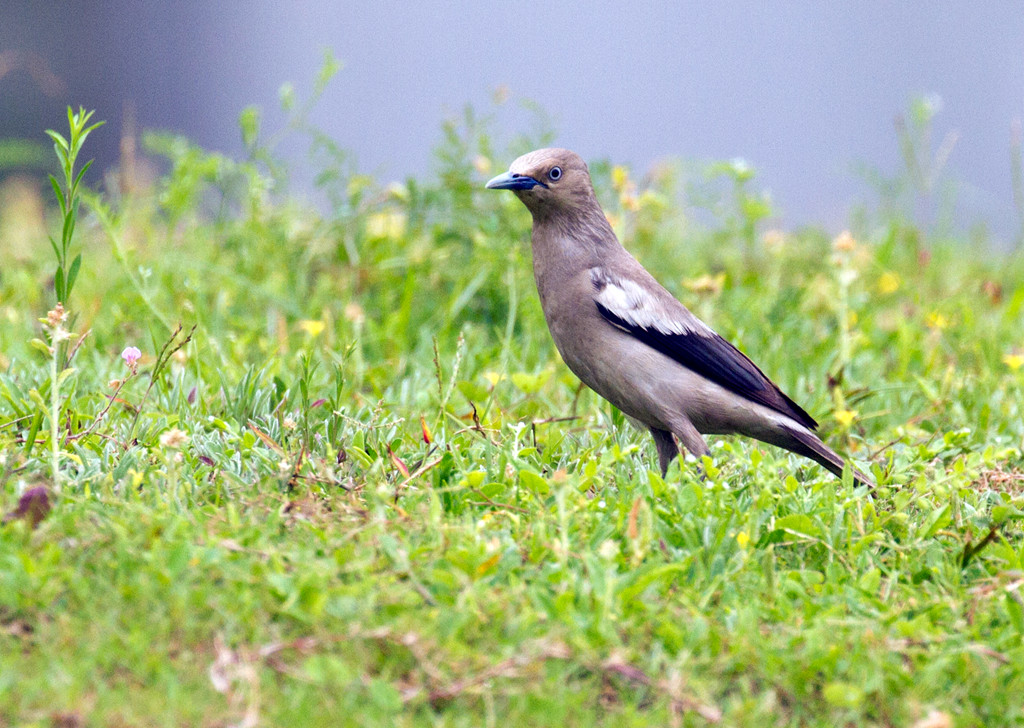 灰背椋鸟(sturnia sinensis)